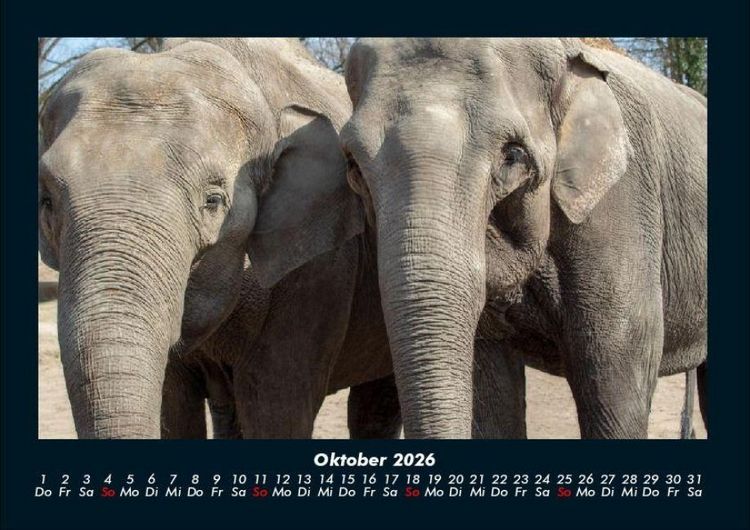 Produktbild: Elefanten - Die sanften Riesen Afrikas 2026 Fotokalender DIN A4