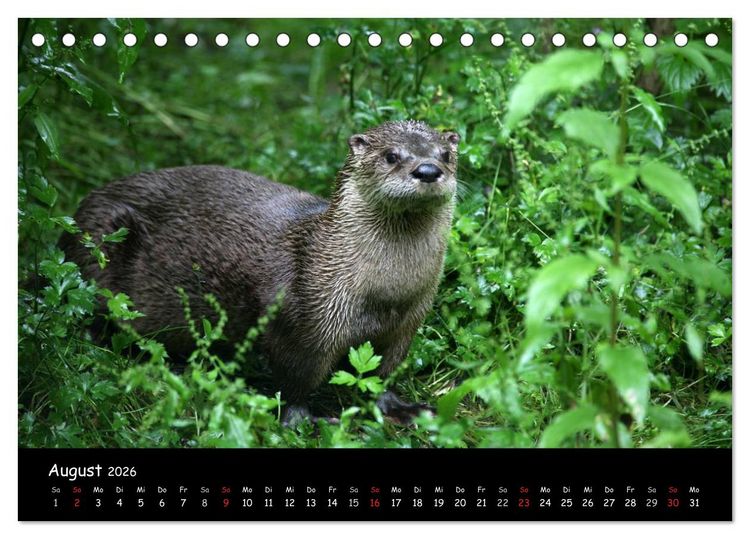 Produktbild: Putzige Fischj&auml;ger (Tischkalender 2026 DIN A5 quer), CALVENDO Monatskalender