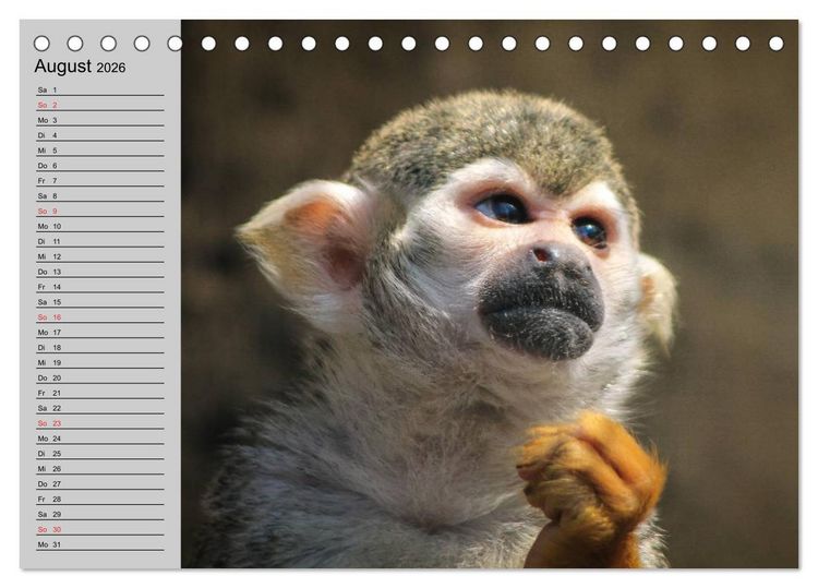 Produktbild: Faszination Affen. Kobolde zum Verlieben (Tischkalender 2026 DIN A5 quer), CALVENDO Monatskalender