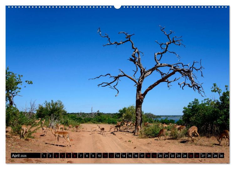 Produktbild: Faszination Botswana (hochwertiger Premium Wandkalender 2026 DIN A2 quer), Kunstdruck in Hochglanz