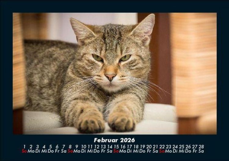 Produktbild: F&uuml;r Katzenfreunde 2026 Fotokalender DIN A5