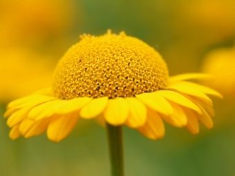 Produktbild: CALVENDO Puzzle Gelbe Sommerblume | 1000 Teile Lege-Gr&ouml;&szlig;e 64x48cm Foto-Puzzle f&uuml;r gl&uuml;ckliche Stunden