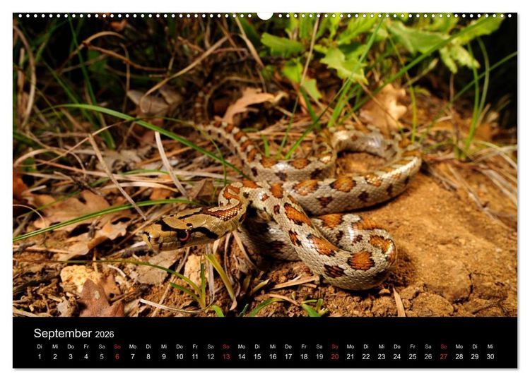 Produktbild: Schlangen (hochwertiger Premium Wandkalender 2026 DIN A2 quer), Kunstdruck in Hochglanz