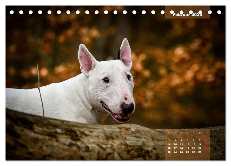 Produktbild: Typisch Bullterrier (Tischkalender 2026 DIN A5 quer), CALVENDO Monatskalender