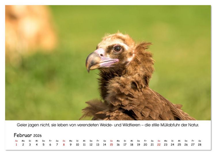 Produktbild: Die Geier sind los (Wandkalender 2026 DIN A4 quer), CALVENDO Monatskalender
