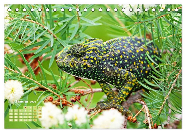 Produktbild: Cham&auml;leon: Die farbenfrohe Welt der Reptilien (Tischkalender 2026 DIN A5 quer), CALVENDO Monatskalender