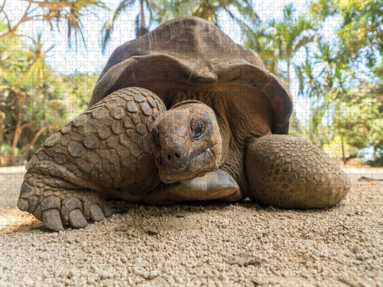 Produktbild: CALVENDO Puzzle Aldabra Riesenschildkr&ouml;te | 1000 Teile Lege-Gr&ouml;&szlig;e 64x48cm Foto-Puzzle f&uuml;r gl&uuml;ckliche Stunden