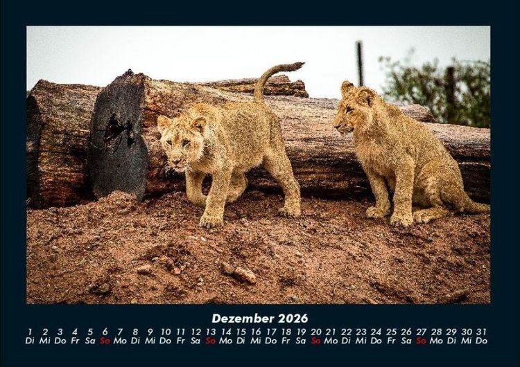 Produktbild: L&ouml;wen in der Wildnis 2026 Fotokalender DIN A4