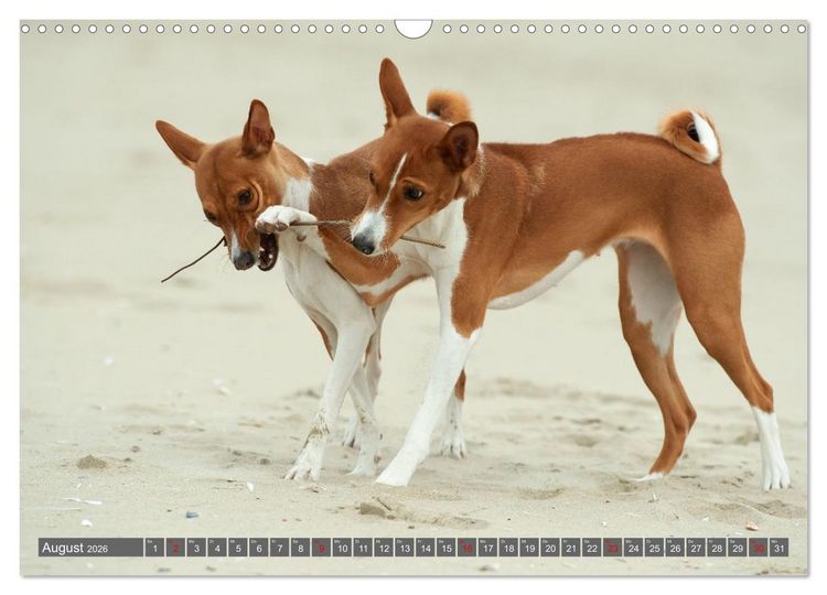 Produktbild: Eine Reise in die Welt der Basenjis (Wandkalender 2026 DIN A3 quer), CALVENDO Monatskalender