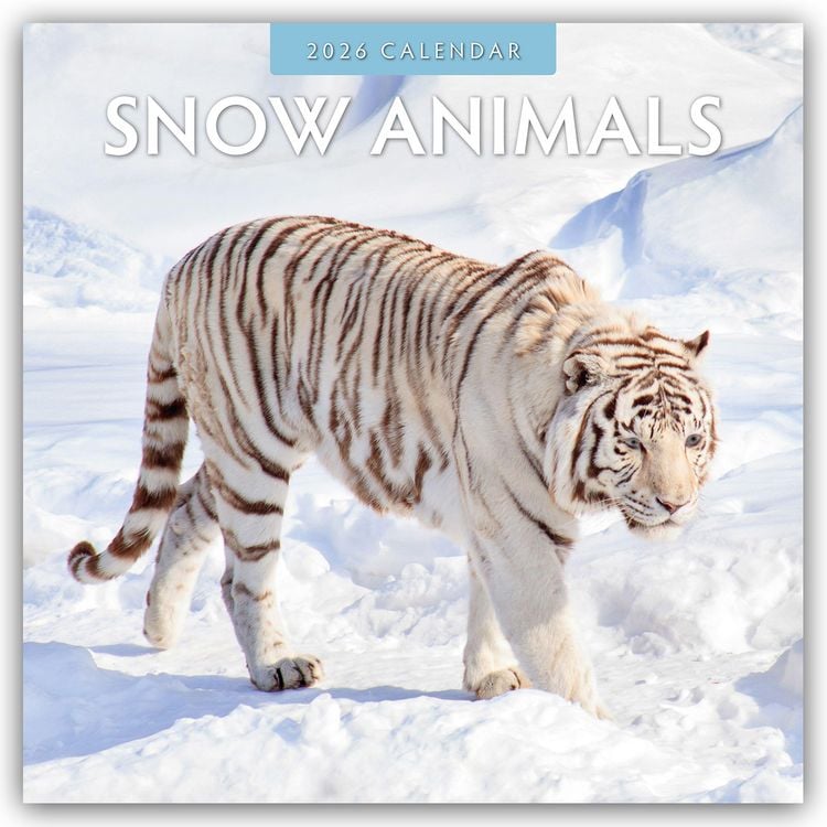 Produktbild: Snow Animals – Arktische Tiere 2026 – 16-Monatskalender