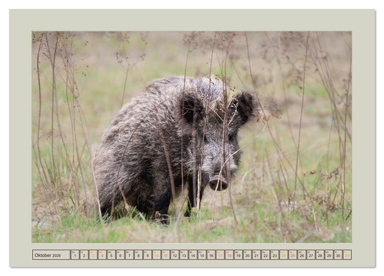 Produktbild: Wildschweine ganz nah an der Sau (Sus scrofa) von Tanja Riedel (Wandkalender 2026 DIN A3 quer), CALVENDO Monatskalender