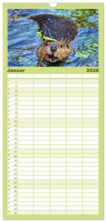 Produktbild: Familienplaner 2026 - Das Leben der Biber mit 5 Spalten (Wandkalender, 21 x 45 cm) CALVENDO
