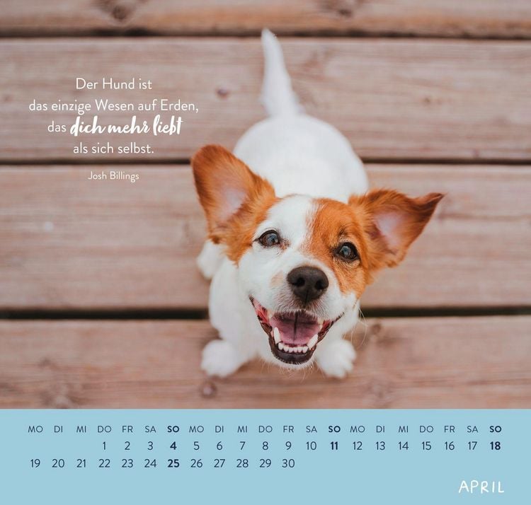 Produktbild: Wandkalender 2027: F&uuml;r Hundefreunde