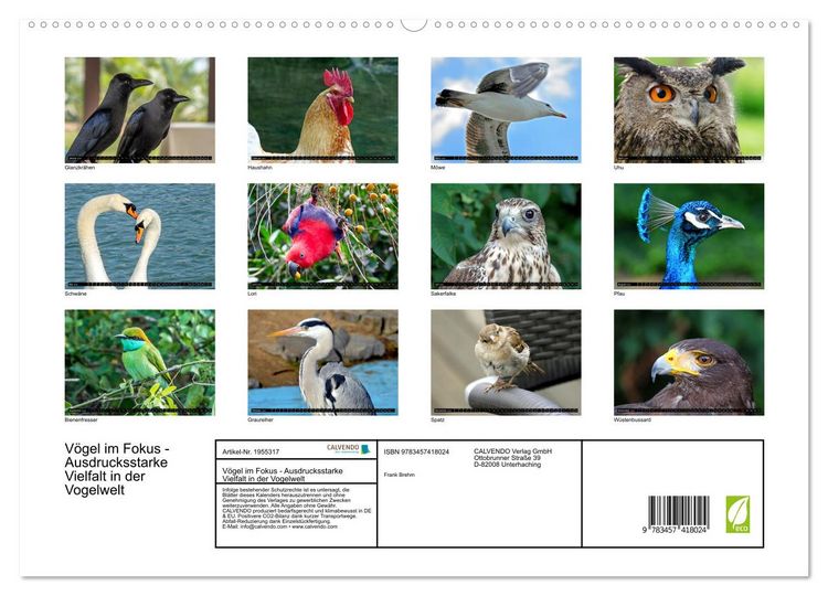 Produktbild: V&ouml;gel im Fokus - Ausdrucksstarke Vielfalt in der Vogelwelt (hochwertiger Premium Wandkalender 2026 DIN A2 quer), Kunstdruck in Hochglanz