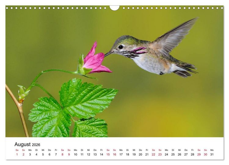 Produktbild: Kolibris - Juwelen der L&uuml;fte (Wandkalender 2026 DIN A3 quer), CALVENDO Monatskalender