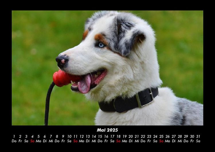 Produktbild: Hundezauber 2025 Fotokalender DIN A3