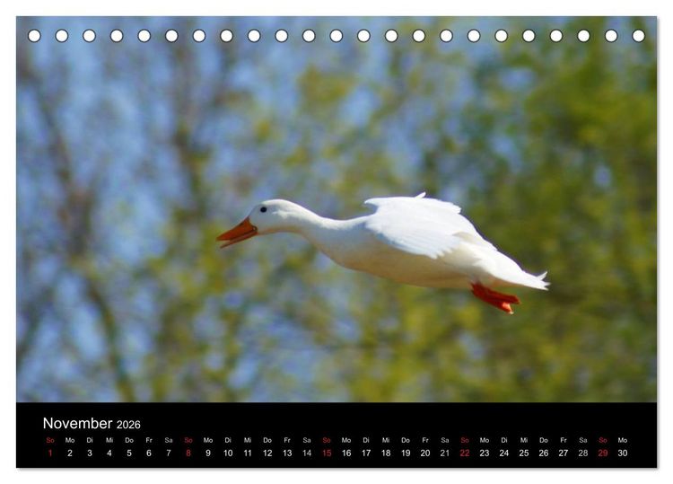 Produktbild: Duck Power (Tischkalender 2026 DIN A5 quer), CALVENDO Monatskalender