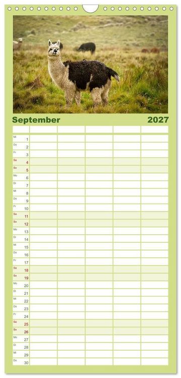 Produktbild: Familienplaner 2027 - Unter Lamas und Alpakas mit 5 Spalten (Wandkalender, 21 x 45 cm) CALVENDO