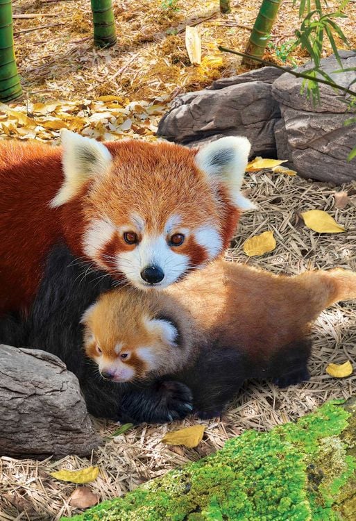 Produktbild: Rote Pandas (Puzzle)