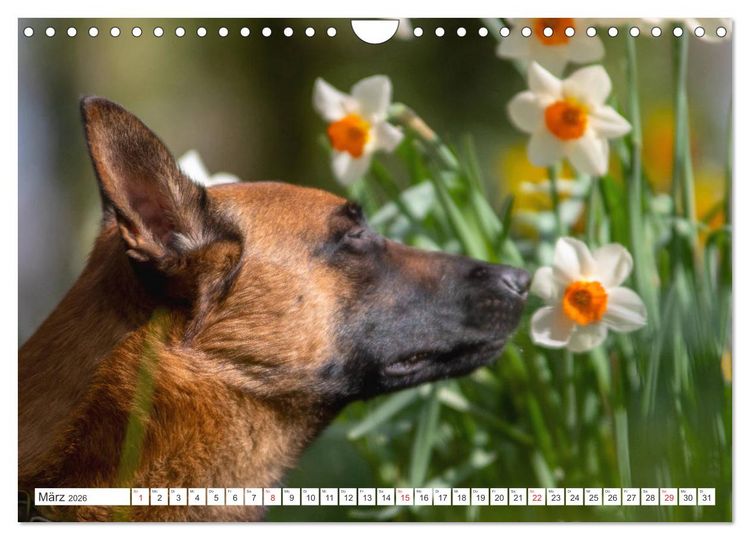 Produktbild: Malinois - belgischer Sch&auml;ferhund (Wandkalender 2026 DIN A4 quer), CALVENDO Monatskalender