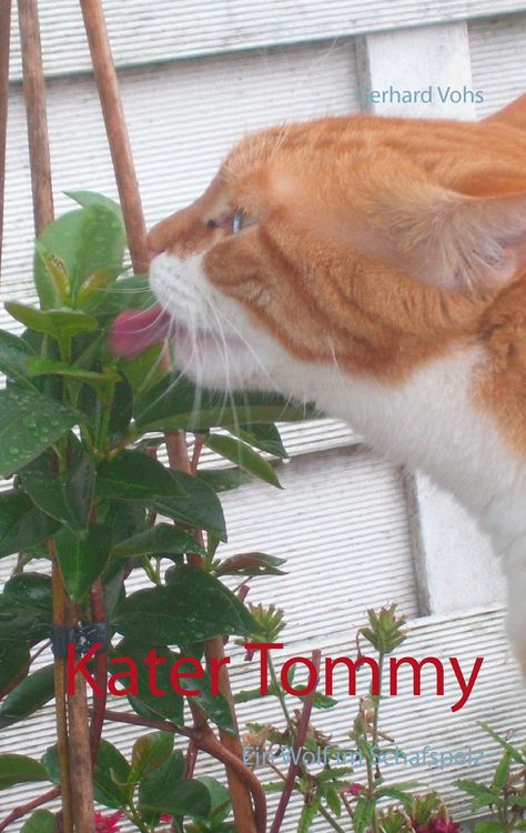 Produktbild: Kater Tommy