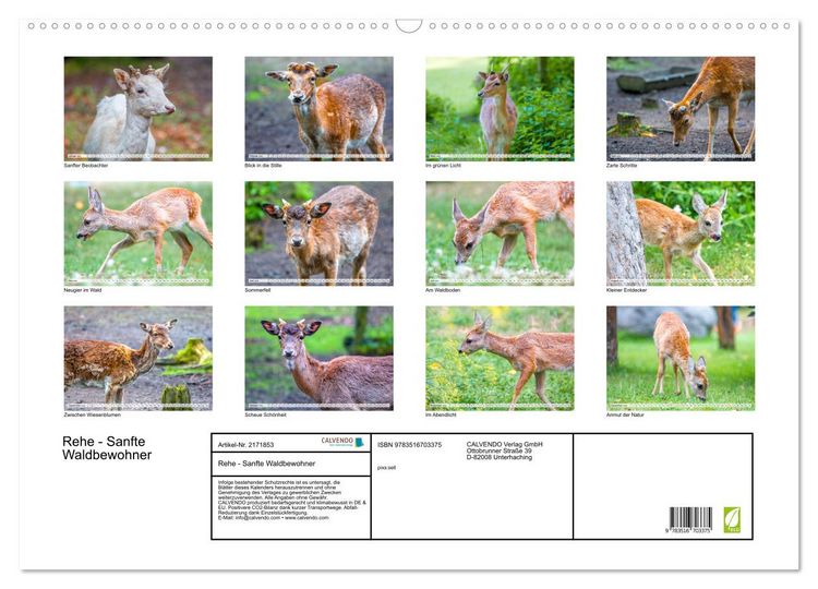 Produktbild: Rehe - Sanfte Waldbewohner (Wandkalender 2026 DIN A2 quer), CALVENDO Monatskalender