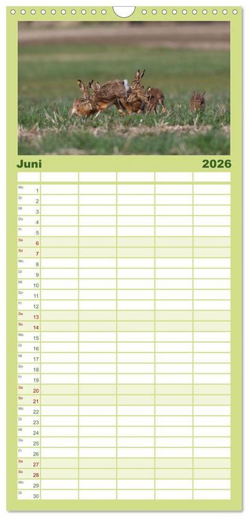 Produktbild: Familienplaner 2026 - Feldhasen in H&ouml;chstform mit 5 Spalten (Wandkalender, 21 x 45 cm) CALVENDO