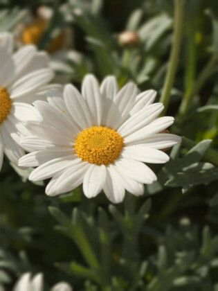 Produktbild: CALVENDO Puzzle margeriten bl&uuml;te | 1000 Teile Lege-Gr&ouml;&szlig;e 64x48cm Foto-Puzzle f&uuml;r gl&uuml;ckliche Stunden