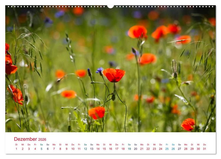 Produktbild: Mohnblumen (hochwertiger Premium Wandkalender 2026 DIN A2 quer), Kunstdruck in Hochglanz