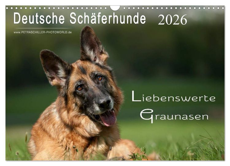 Produktbild: Deutsche Sch&auml;ferhunde - Liebenswerte Graunasen (Wandkalender 2026 DIN A3 quer), CALVENDO Monatskalender