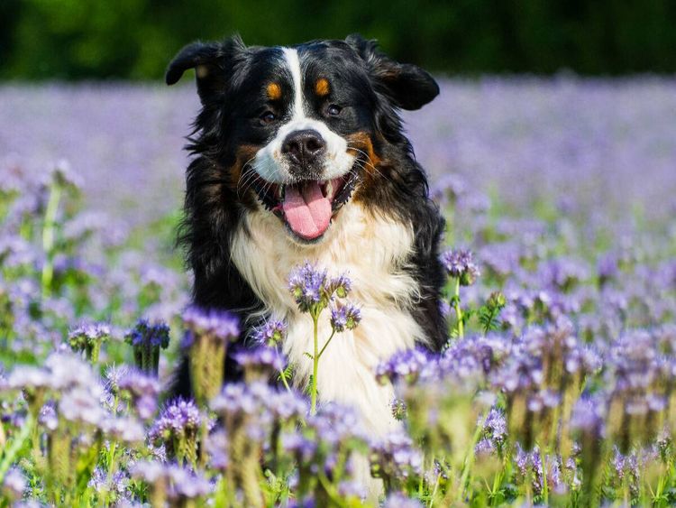 Produktbild: CALVENDO Puzzle Traumhund Berner Sennenhund | 1000 Teile Lege-Gr&ouml;&szlig;e 64x48cm Foto-Puzzle f&uuml;r gl&uuml;ckliche Stunden