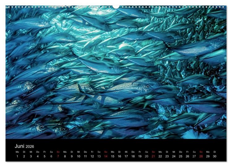 Produktbild: Fischschw&auml;rme (Wandkalender 2026 DIN A2 quer), CALVENDO Monatskalender