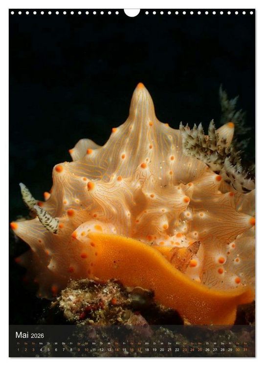 Produktbild: Nudibranches Meeresnacktschnecken aus Nord-Sulawesi (Wandkalender 2026 DIN A3 hoch), CALVENDO Monatskalender