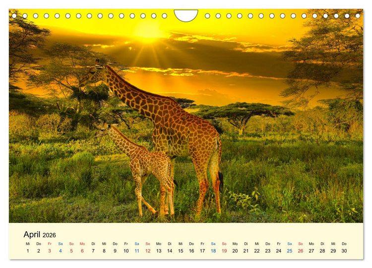 Produktbild: Giraffen, die Sch&ouml;nen der Savanne (Wandkalender 2026 DIN A4 quer), CALVENDO Monatskalender