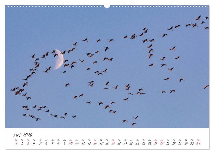 Produktbild: Kraniche am Schlafplatz - im Naturparadies der Mecklenburgischen Seenplatte (Wandkalender 2026 DIN A2 quer), CALVENDO Monatskalender