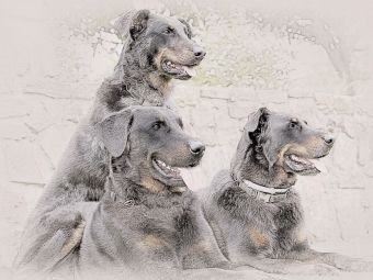 Produktbild: CALVENDO Puzzle Beauceron | 1000 Teile Lege-Gr&ouml;&szlig;e 64x48cm Foto-Puzzle f&uuml;r gl&uuml;ckliche Stunden