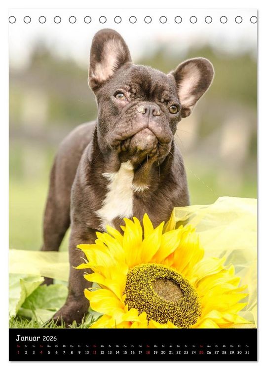 Produktbild: Franz&ouml;sische Bulldoggen - Eine Bully Liebeserk&auml;rung (Tischkalender 2026 DIN A5 hoch), CALVENDO Monatskalender