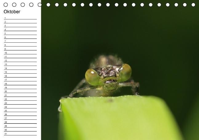 Produktbild: Libellen Geburtstagskalender (Tischkalender immerw&auml;hrend DIN A5 quer)