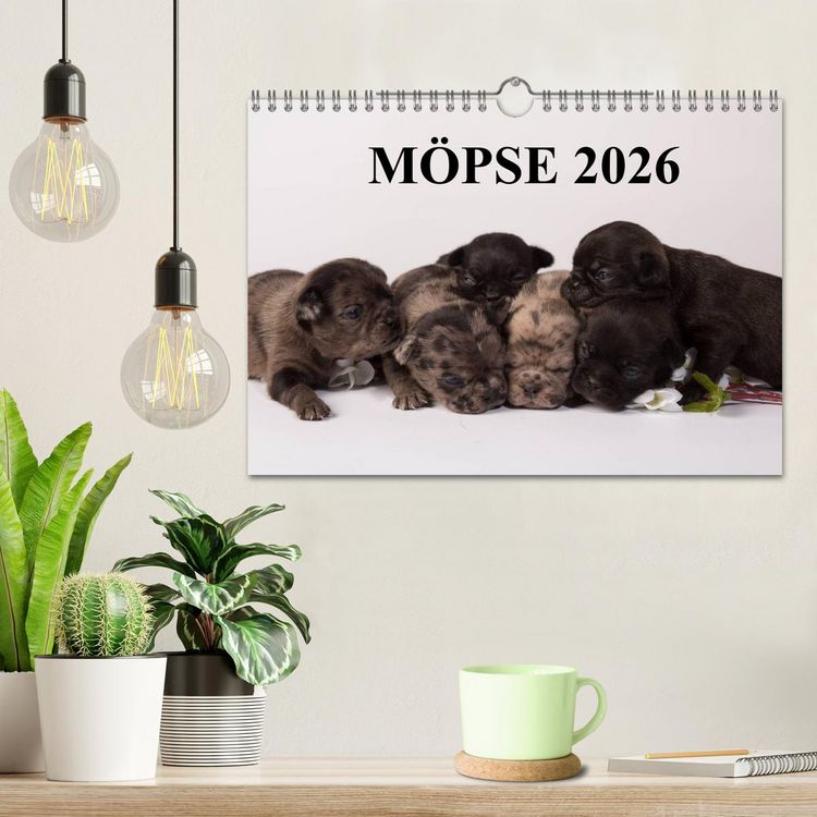 Produktbild: M&ouml;pse 2026 (Wandkalender 2026 DIN A4 quer), CALVENDO Monatskalender
