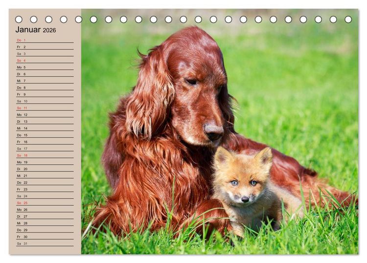 Produktbild: Der Fuchs. Bezaubernder Geselle (Tischkalender 2026 DIN A5 quer), CALVENDO Monatskalender