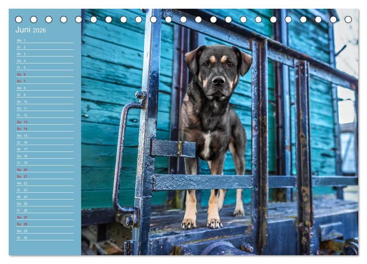 Produktbild: Hunde im Fokus (Tischkalender 2026 DIN A5 quer), CALVENDO Monatskalender