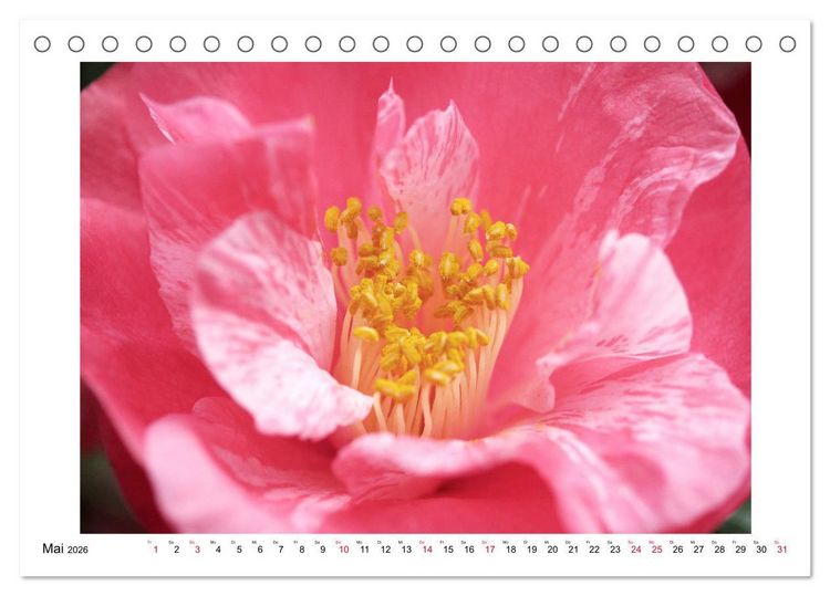 Produktbild: Geheimnisvolle Kamelien (Tischkalender 2026 DIN A5 quer), CALVENDO Monatskalender