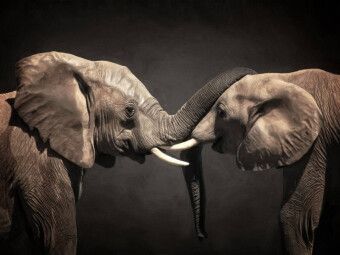 Produktbild: CALVENDO Puzzle Two Elephants | 1000 Teile Lege-Gr&ouml;&szlig;e 64x48cm Foto-Puzzle f&uuml;r gl&uuml;ckliche Stunden