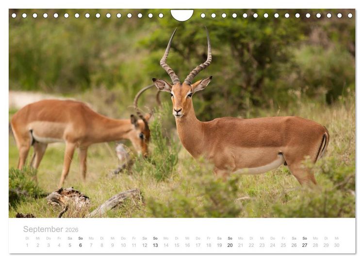 Produktbild: Tierische Gl&uuml;cksmomente mit Weisheiten (Wandkalender 2026 DIN A4 quer), CALVENDO Monatskalender