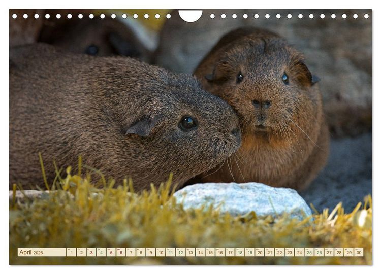 Produktbild: MEERSCHWEINCHEN neugierig - s&uuml;&szlig; - liebenswert (Wandkalender 2026 DIN A4 quer), CALVENDO Monatskalender