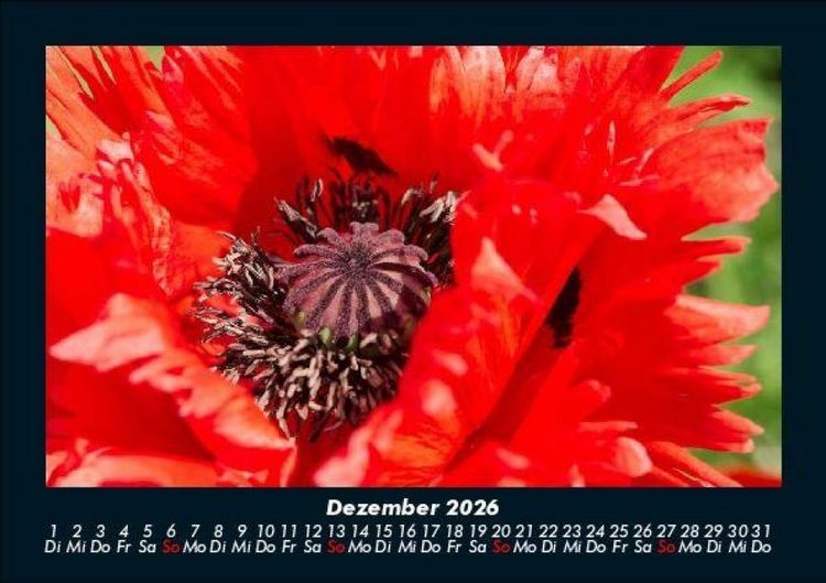 Produktbild: Blumentr&auml;ume 2026 Fotokalender DIN A5