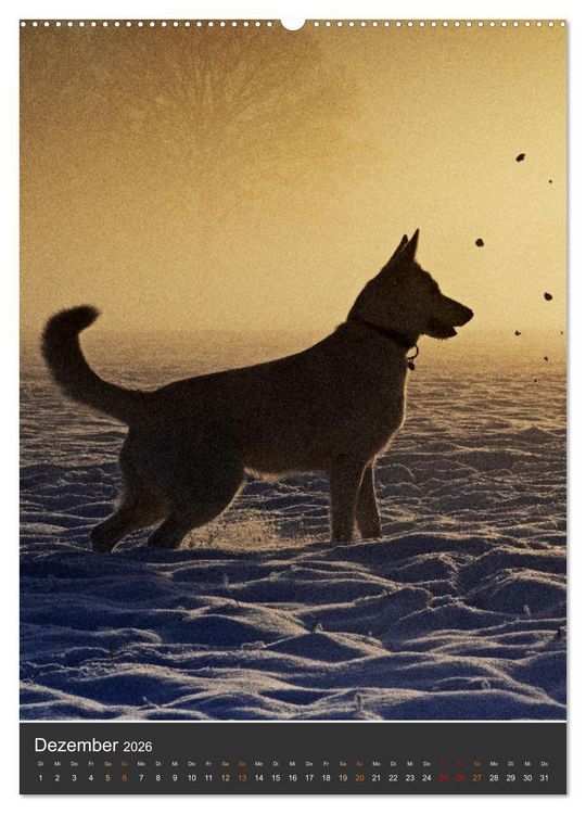 Produktbild: Berger Blanc Suisse - Freunde auf 4 Pfoten (Wandkalender 2026 DIN A2 hoch), CALVENDO Monatskalender