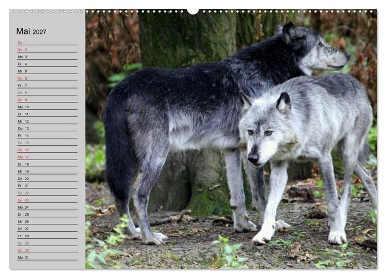 Produktbild: Im Rudel Zuhause - Der Wolf (hochwertiger Premium Wandkalender 2027 DIN A2 quer), Kunstdruck in Hochglanz