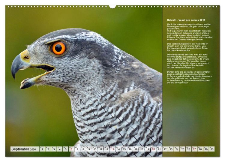 Produktbild: Heimische V&ouml;gel des Jahres (Wandkalender 2026 DIN A2 quer), CALVENDO Monatskalender