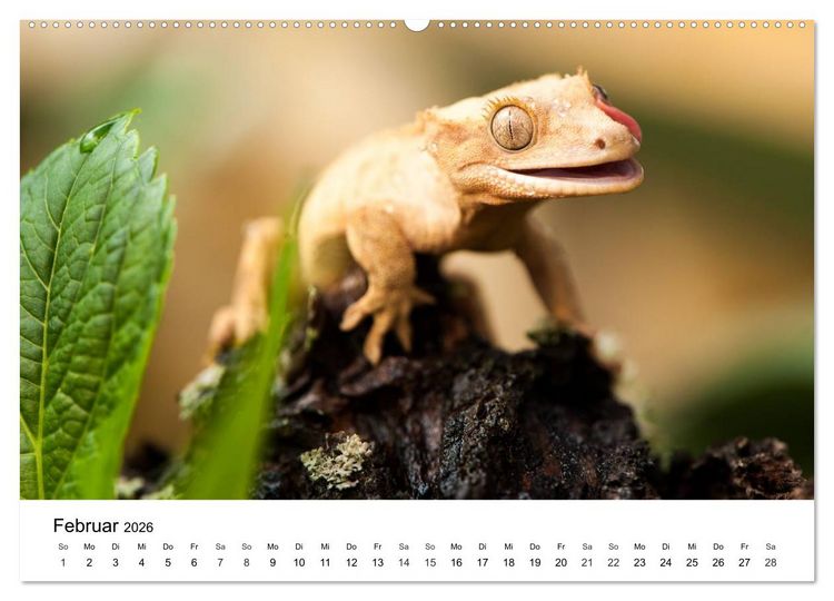 Produktbild: Faszination - Echsen (Wandkalender 2026 DIN A2 quer), CALVENDO Monatskalender